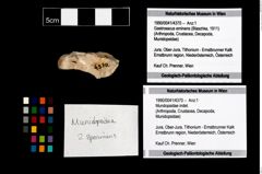 Foto (Objekt + Etikett) von Mundopsidae indet.  (NHMW-GEO-1990-0041-4370)
